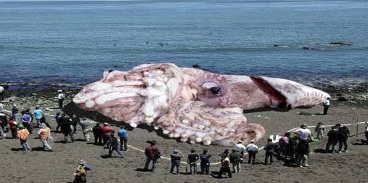 gurita raksasa terdampar di pantai