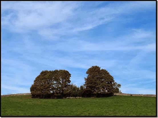 0614trees