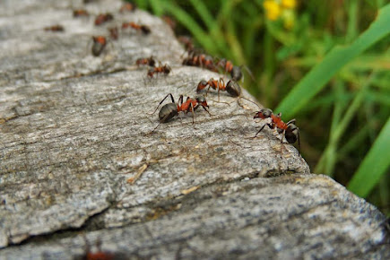 Ant Control For Your New York City Property: A Step-by-Step Guide