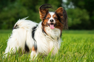 Papillon dog