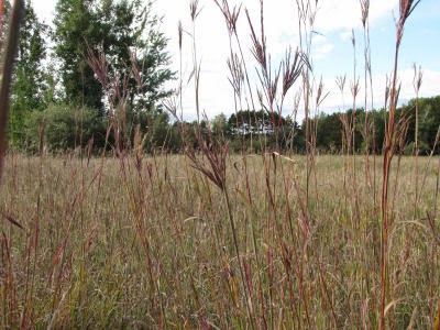 big bluestem among other grasses