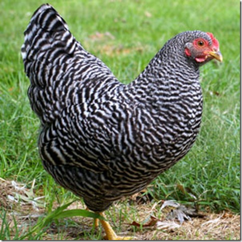 Barred_Rock