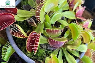 10 Fascinating Facts About the Carnivorous Plant Dionaea Muscipula
