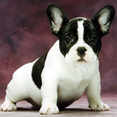 French bulldog