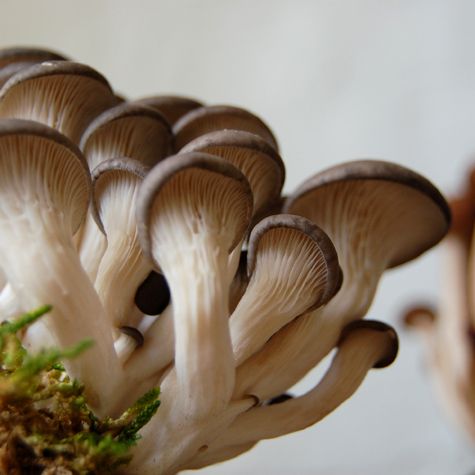 Mushroom Supplier Company in Nashik | Mushroom Supplier Company in India | Biobritte Agro Solutions Private Limited