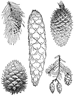 pine cone botanical artwork illustrations clipart drawings digital images