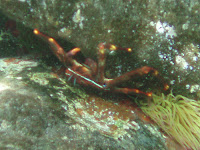 Flachkrabbe - Percnon gibbesi © Canarian Sea