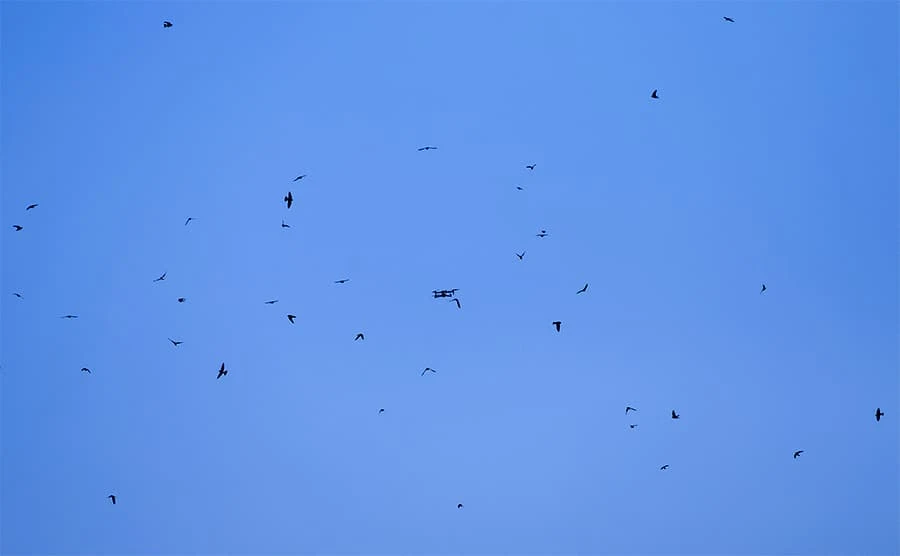 Birds Attacking Drone