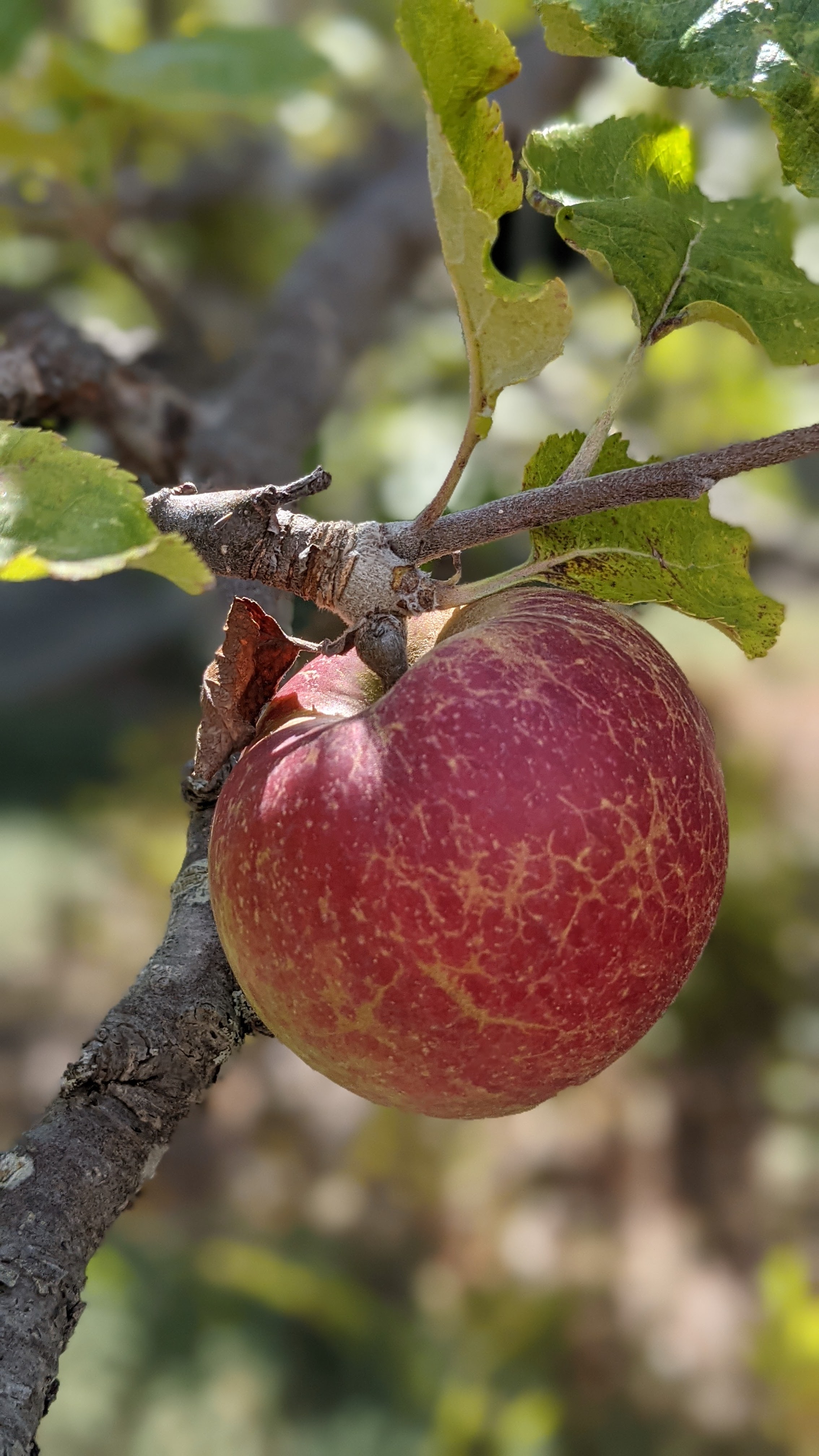 An apple on a tree cloned from Newton's Apple Tree