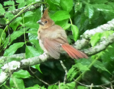 juvenile cardinal