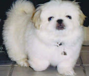 Pekingese Dog Breeders Profiles and Pictures