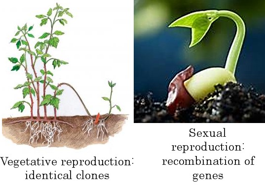 Arizona Beetles Bugs Birds And More Pollination Talk Part I The Dance Of Co Evolution