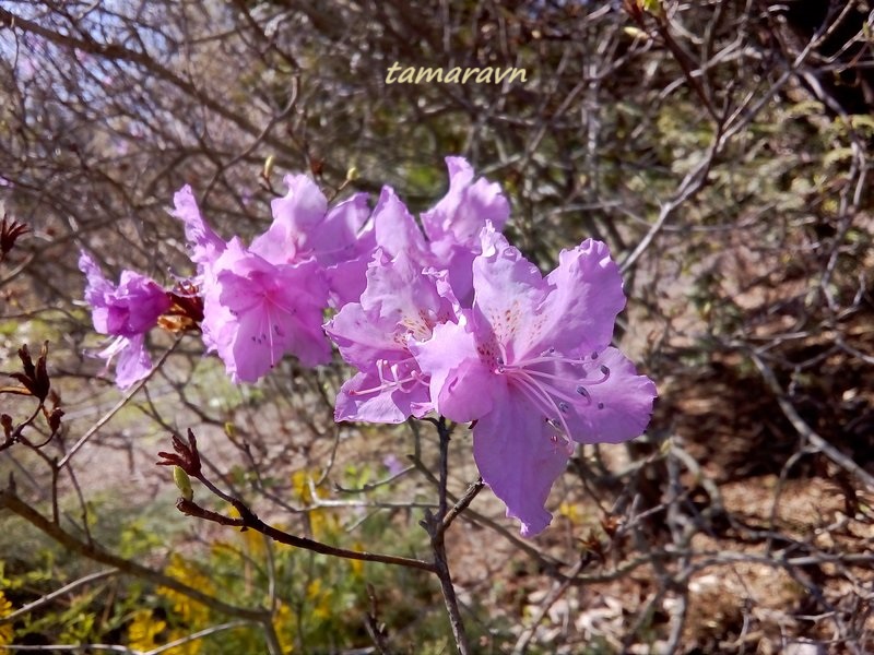 Рододендрон остроконечный (Rhododendron mucronulatum)