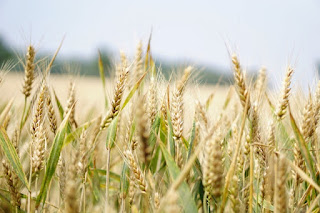 Close up photo of a wheat field.