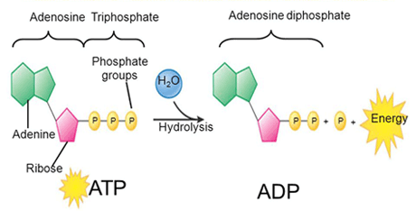 ATP hydrolysis mechanism