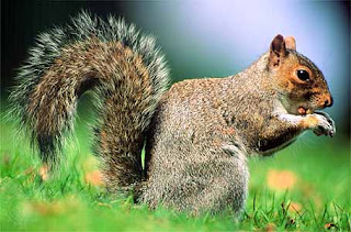 Eastern Gray Squirrel (Sciurus carolinensis)