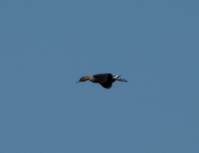 Fulvous Whistling Duck - Lake Apopka Wildlife Drive, Florida