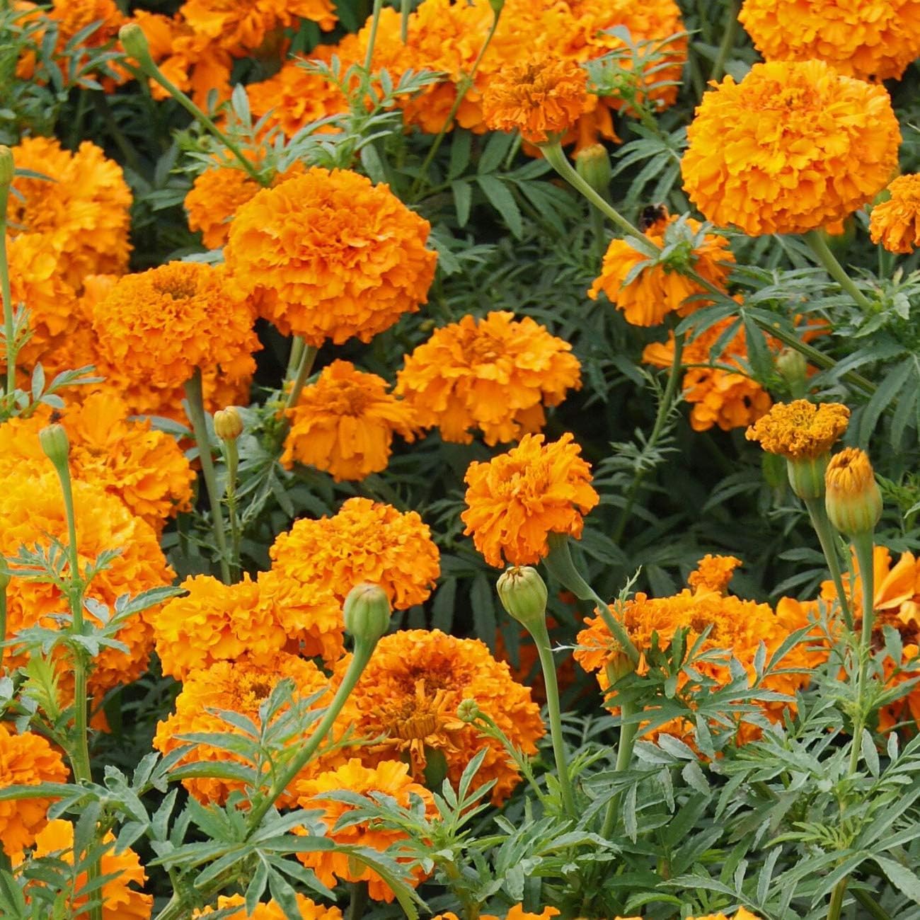 Come in two basic varieties: “large-flowered” and “tall.” Large-flowered are fairly short, at between 12-14” tall, and they have very large blossoms (up to 3.5” inches in diameter). Tall African marigolds have small flowers, but can grow up to 3’ tall.