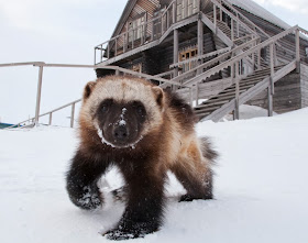 Funny animals of the week - 20 December 2013 (40 pics), cute wolverine in the snow