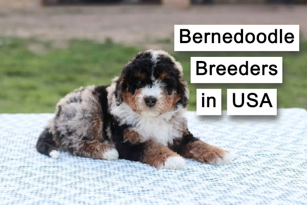 Bernedoodle Breeder USA