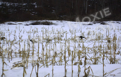 Picture of wild turkeys in a snowy cornfield