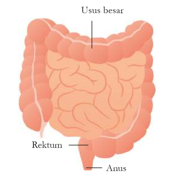 Posisi usus besar, rektum, dan anus.