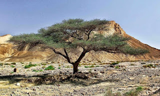 bahariya oasis