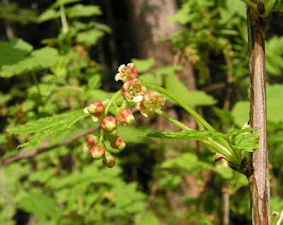 Смородина бледноцветковая (Ribes pallidiflorum)
