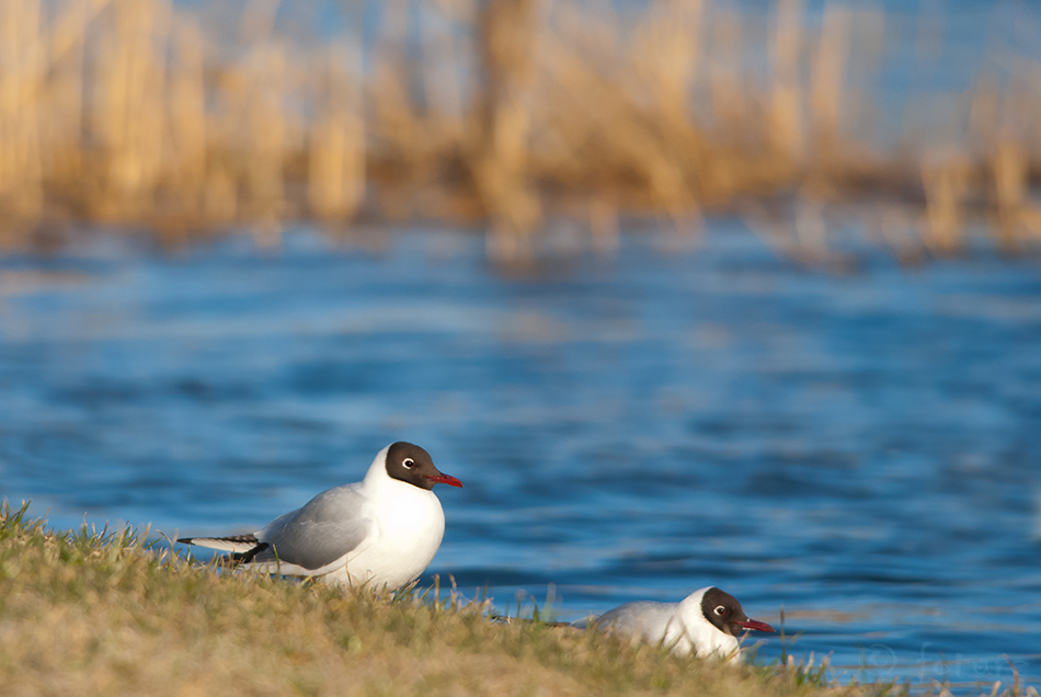 Naerukajakas, Larus ridibundus, Black-headed Gull, Common, Chroicocephalus, kajakas