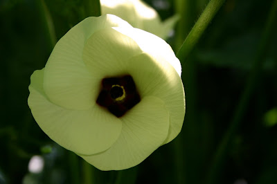 An Okra Blossom