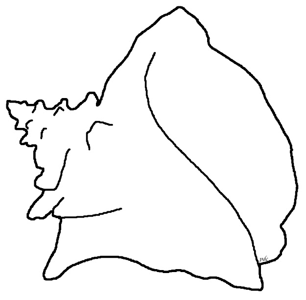 How To Draw Conch Shell  Queen Or Pink Conch Coloring Page  Seashells