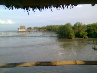 eko wisata mangrove surabaya