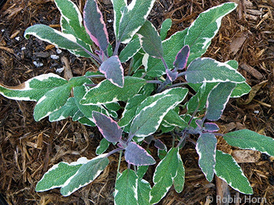 Tricolor Sage in Pot