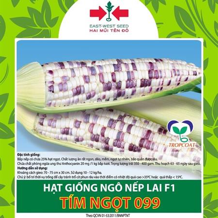 Hạt giống Bắp nếp lai F1 tím ngọt 099