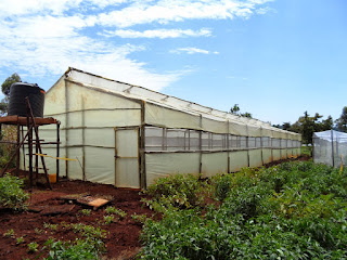 Wooden greenhouses, green house farming in kenya, greenhouse farming in kenya, green house, green houses in kenya,