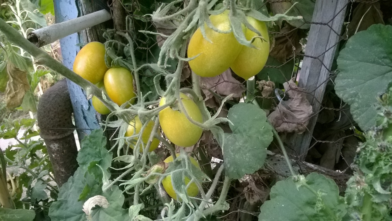 MY ORGANIC TOMATOES