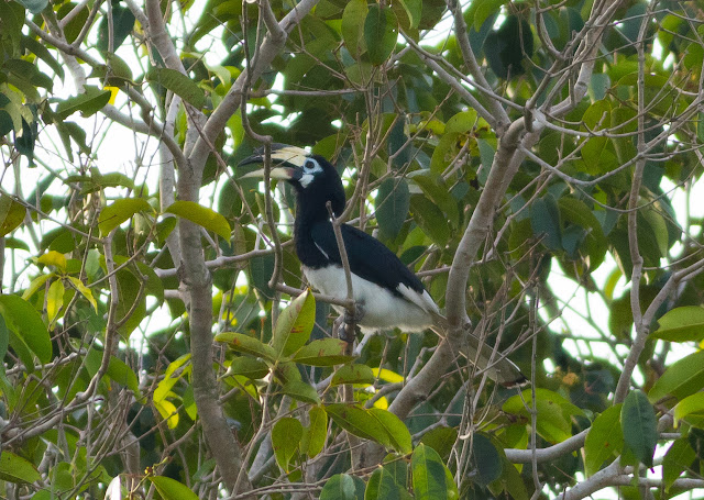 Oriental Pied Hornbill - Pasir Ris, Singapore