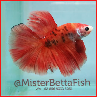 jual ikan cupang halfmoon betta di depok indonesia