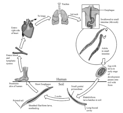 Morfologi, Siklus hidup, gejala dan Pengobatan Cacing Tambang Ancylostoma duodenale dan Necator americanus