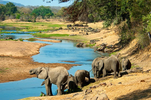 ruaha national park is the largest national park in tanzania