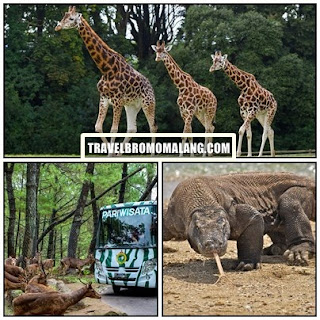 http://www.travelbromomalang.com/2016/06/paket-wisata-bromo-taman-safari-2-hari.html
