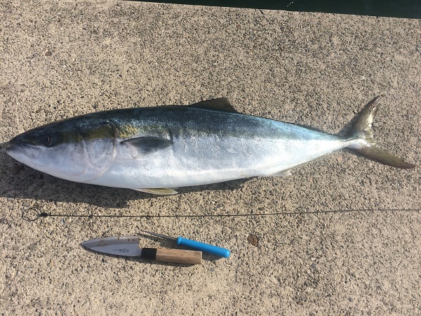 最新のhdスズキ 締め 方 すべての魚の画像