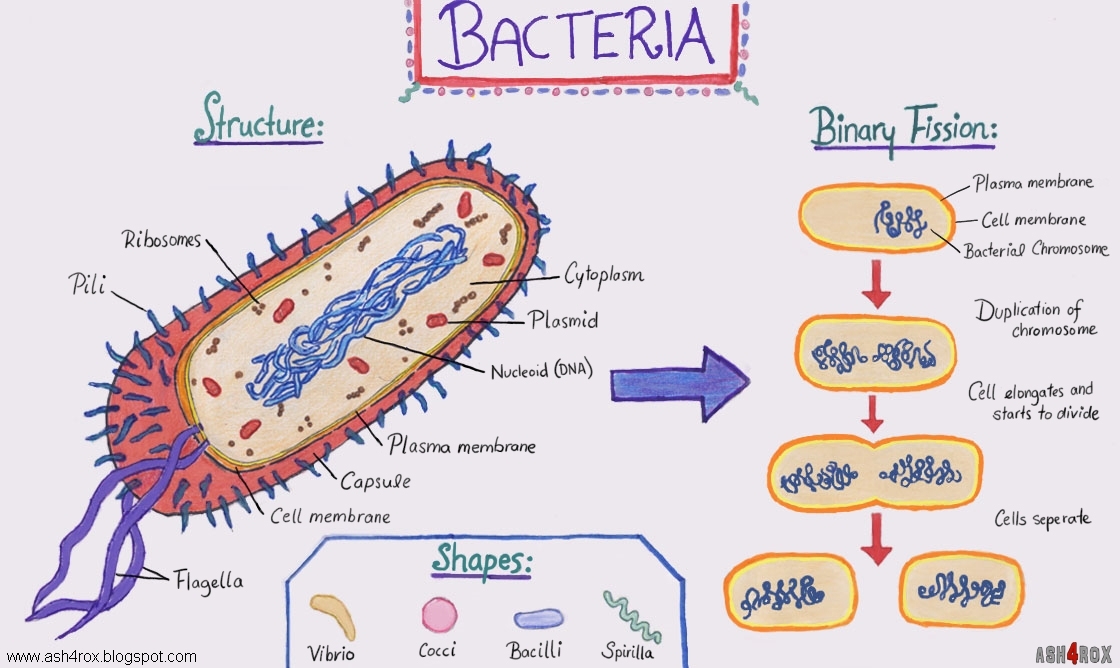 Biology: Bacteria Cell Structure and Binary Fission + Worksheet