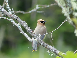 Bombycilla cedrorum - Jaseur d'Amérique - Jaseur des cèdres