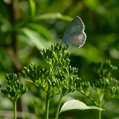 Summer Azure ovipositing on a Gray Dogwood