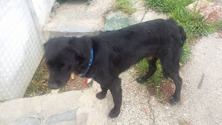 Μαύρο αρσενικό σκυλάκι με μπλε λουράκι περιφέρεται στην τέταρτη μαρινα Γλυφάδας. Το έχει χάσει κανείς?
