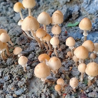 Mushroom flower 
