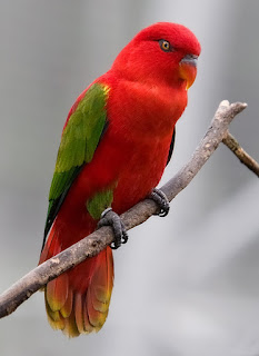 Chattering lory