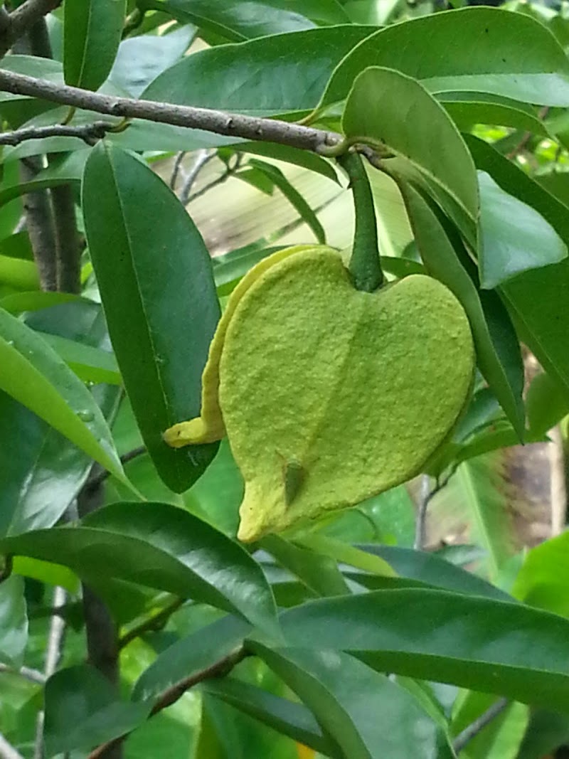 15+ Pokok Durian Belanda