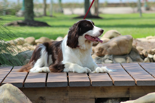 scenthound-dog-breeds